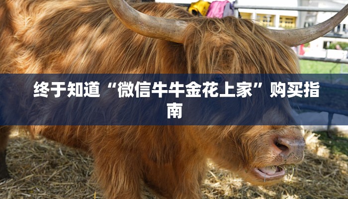 终于知道“微信牛牛金花上家”购买指南 终于知道“微信牛牛金花上家”购买指南