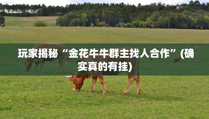 玩家揭秘“金花牛牛群主找人合作”(确实真的有挂)
