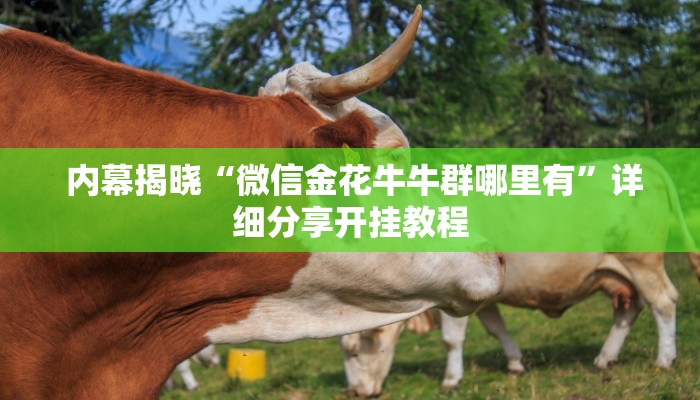 内幕揭晓“微信金花牛牛群哪里有”详细分享开挂教程 内幕揭晓“微信金花牛牛群哪里有”详细分享开挂教程