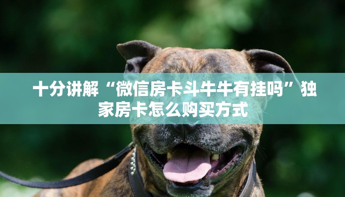 十分讲解“微信房卡斗牛牛有挂吗”独家房卡怎么购买方式 十分讲解“微信房卡斗牛牛有挂吗”独家房卡怎么购买方式