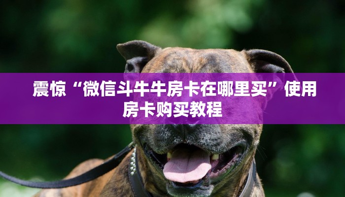 震惊“微信斗牛牛房卡在哪里买”使用房卡购买教程 震惊“微信斗牛牛房卡在哪里买”使用房卡购买教程