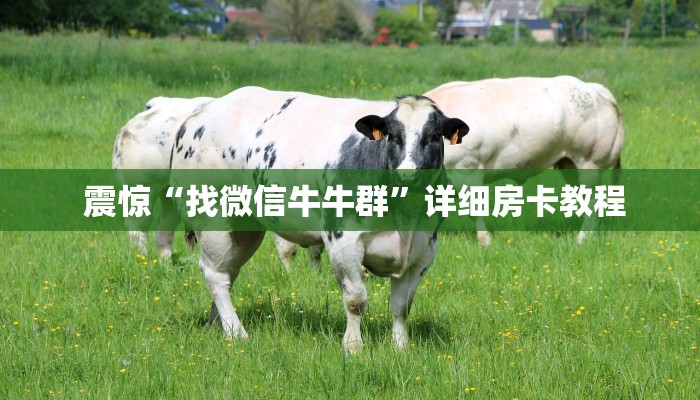 震惊“找微信牛牛群”详细房卡教程 震惊“找微信牛牛群”详细房卡教程