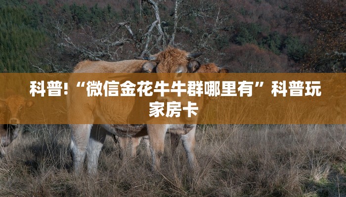 科普!“微信金花牛牛群哪里有”科普玩家房卡 科普!“微信金花牛牛群哪里有”科普玩家房卡