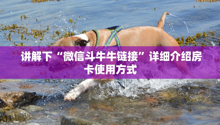 讲解下“微信斗牛牛链接”详细介绍房卡使用方式 讲解下“微信斗牛牛链接”详细介绍房卡使用方式