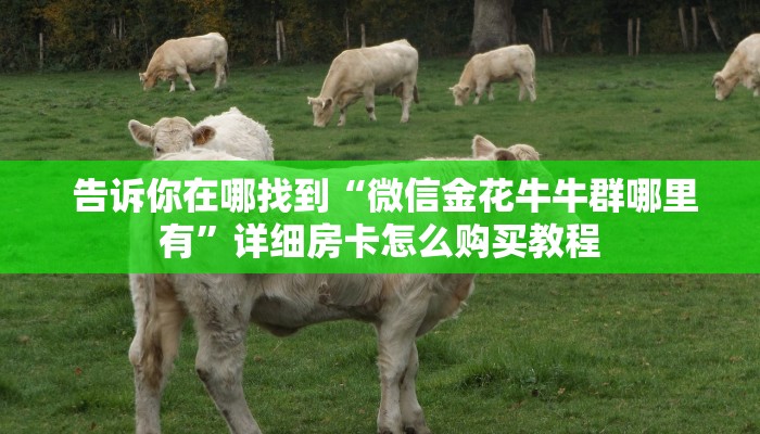告诉你在哪找到“微信金花牛牛群哪里有”详细房卡怎么购买教程 告诉你在哪找到“微信金花牛牛群哪里有”详细房卡怎么购买教程