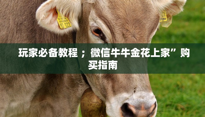  玩家必备教程 ；微信牛牛金花上家”购买指南