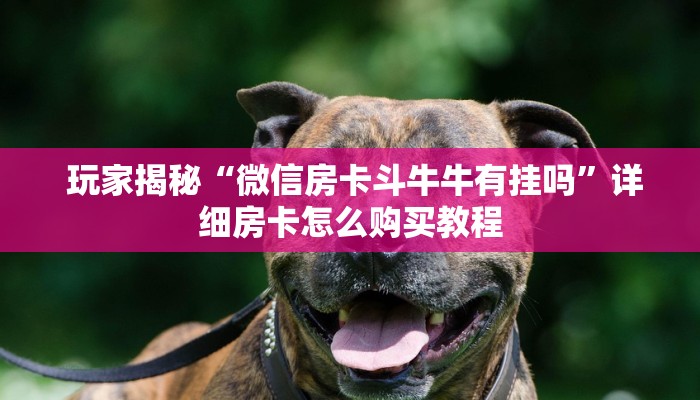  玩家揭秘“微信房卡斗牛牛有挂吗”详细房卡怎么购买教程