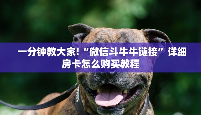 一分钟教大家!“微信斗牛牛链接”详细房卡怎么购买教程 一分钟教大家!“微信斗牛牛链接”详细房卡怎么购买教程
