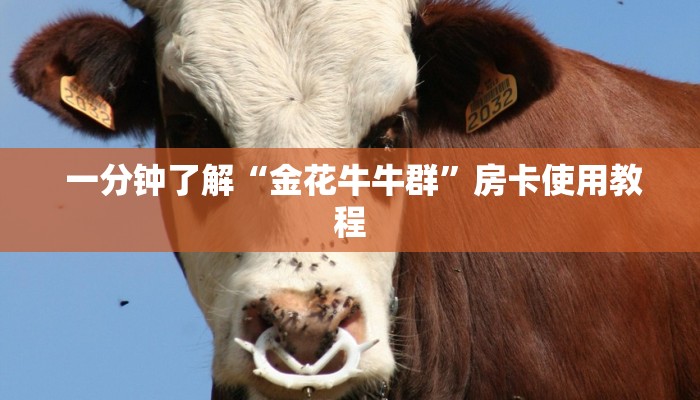 一分钟了解“金花牛牛群”房卡使用教程 一分钟了解“金花牛牛群”房卡使用教程
