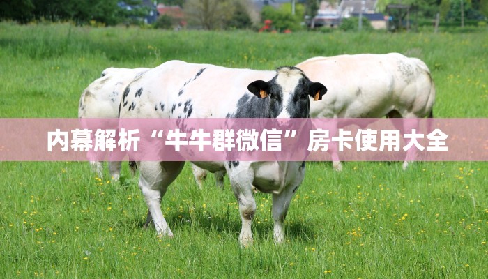 内幕解析“牛牛群微信”房卡使用大全 内幕解析“牛牛群微信”房卡使用大全