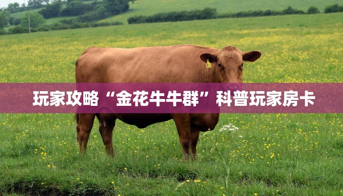  玩家攻略“金花牛牛群”科普玩家房卡