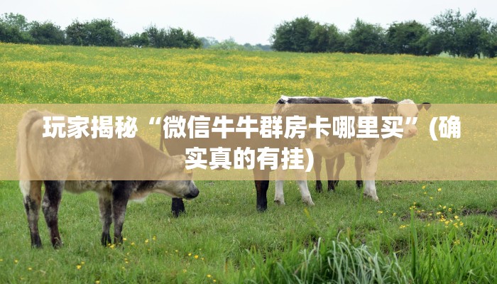  玩家揭秘“微信牛牛群房卡哪里买”(确实真的有挂)