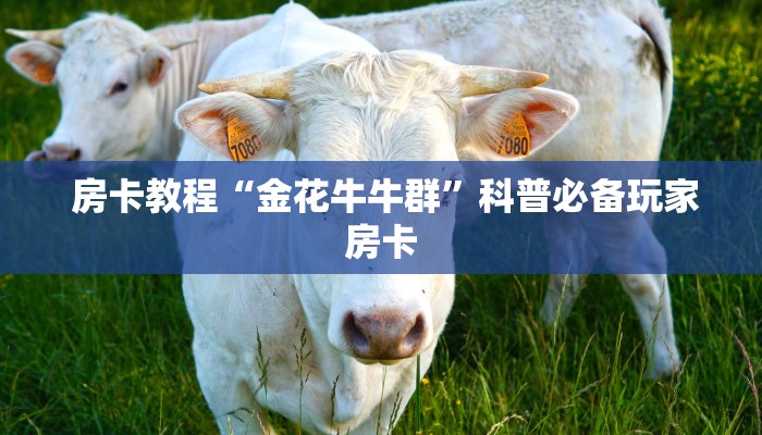 房卡教程“金花牛牛群”科普必备玩家房卡 房卡教程“金花牛牛群”科普必备玩家房卡